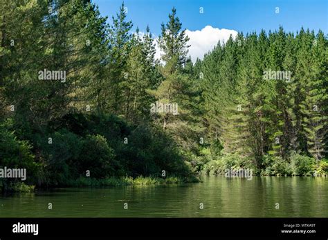 Pine Forrest And Bush Lined Shores Of Lake Maraetai North Island New