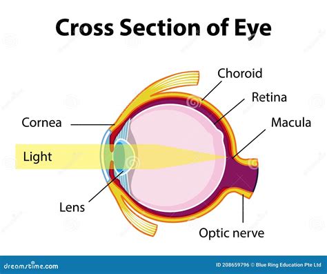 Anatomia Dell Occhio Umano Con Sezione Trasversale Del Diagramma