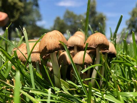 Mushrooms In The Garden Where Do They Come From Roodepoort Record