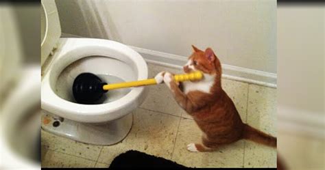 20 Photos Of Cats Acting Like Humans
