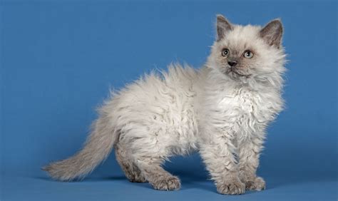The Selkirk Rex Cat Cat Breeds Encyclopedia