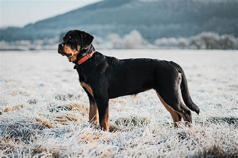 Do Rottweilers Shed Everything You Need To Know 2023 Myk9life