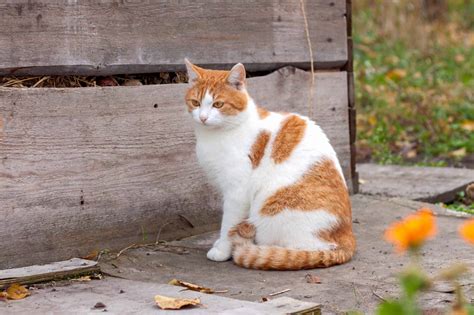 13 Orange And White Cat Breeds Youll Love With Pictures