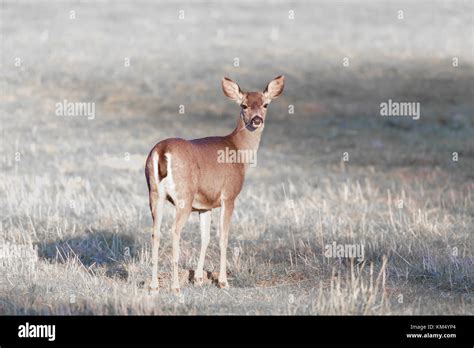 Rear View Mule Deer Buck Hi Res Stock Photography And Images Alamy