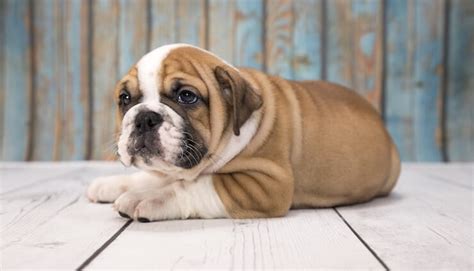 Some live shorter or longer. The Victorian Bulldog - Top Breed Guide And Facts - Animal ...
