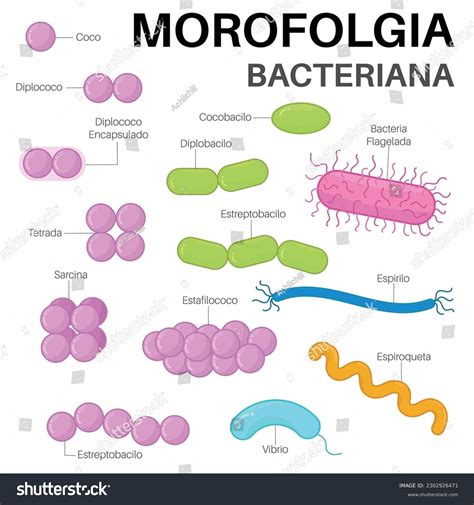 Morfología Bacteriana Microorganisms That Are Royalty Free Stock