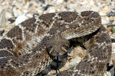 Filewestern Diamondback Rattlesnake