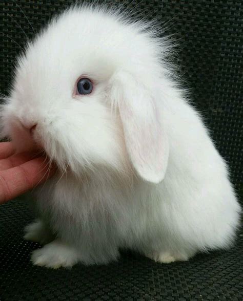 Rabbits Baby Rabbits All White Some With Blue Eyes Some