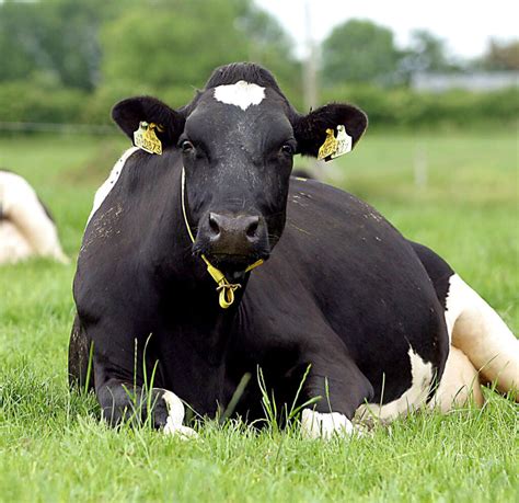 Scientists Discover ‘fat Gene In Cows Agrilandie