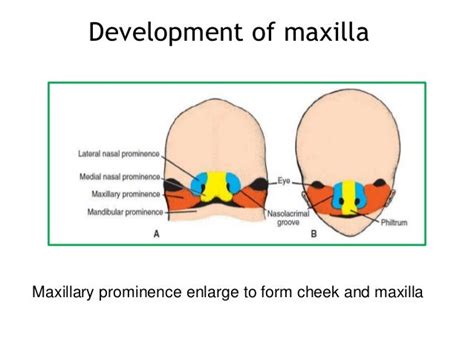 Growth Of Maxilla