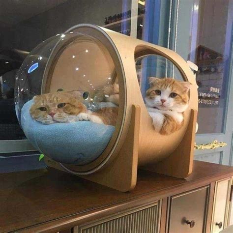This Company Creates Spaceship Inspired Cat Beds And It Costs 97 Cat