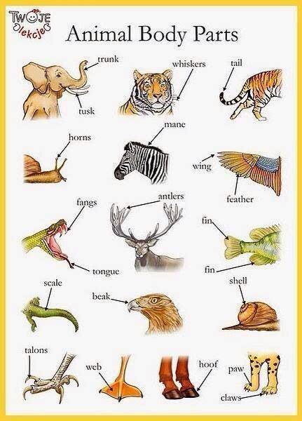 Animal Parts Vocabulary English Language Learning English Vocabulary