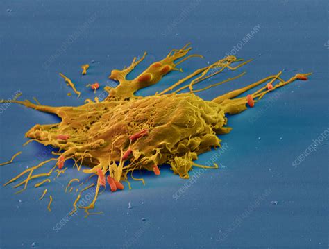 Coloured Sem Of Macrophage Eating E Coli Bacteria Stock Image P276