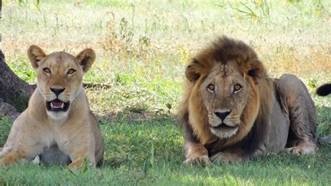 Fascinating Facts About Lions 16 Interesting Facts About The King Of