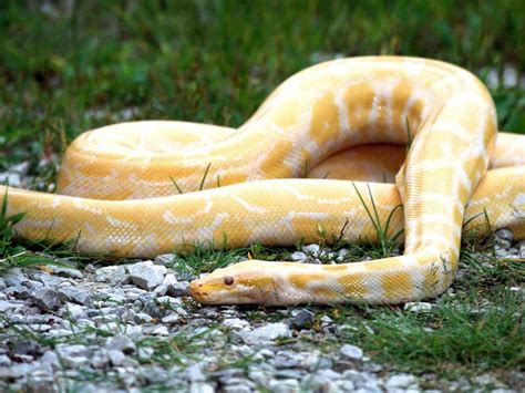 Anaconda Background White Hd Snake Photos Snake Wallpaper Yellow Snake