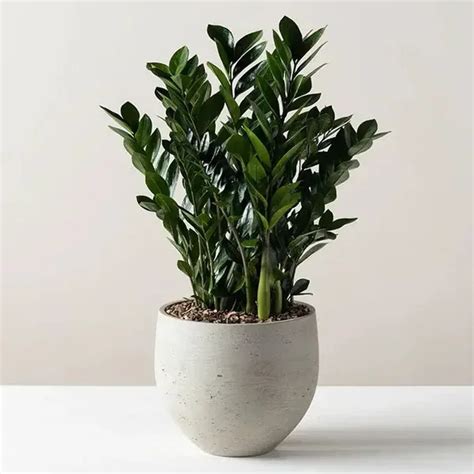 Zz Plant How To Grow And Care For Your New Zz Plant