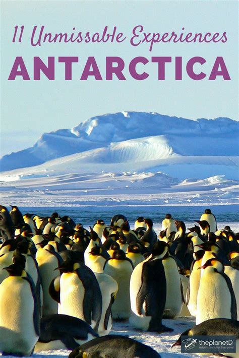 19 Best Things To Do In Antarctica In 2024 Artico