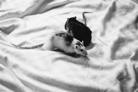 🥇 Cómo Evitar que los Ratones se Suben a la Cama 🥇