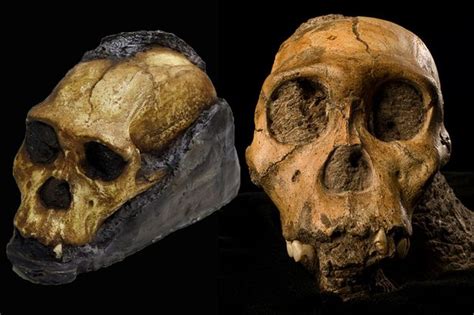 Oldest Human Skin Found On Fossil From Two Million Years