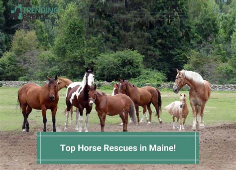 The Top 4 Horse Rescues In Maine 2024