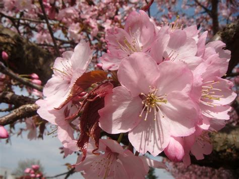 Sakura Flowers Free Stock Photo Public Domain Pictures