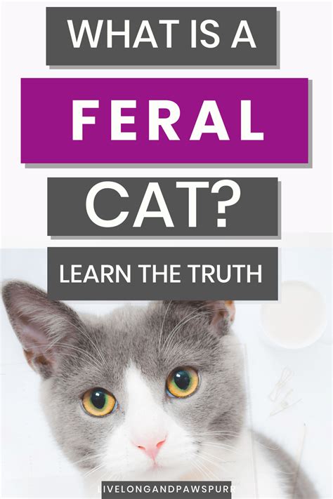 What You Actually Need To Know About Feral Cats Feral Cats Cat