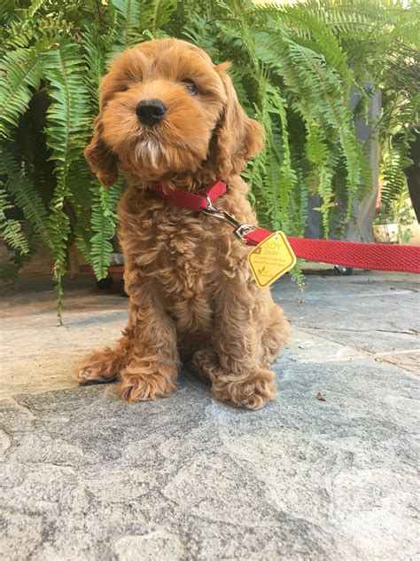We take pride in our lines which not only produce wonderful dispositions,… Australian labradoodle puppy. Our Bailey 😍 | Australian ...