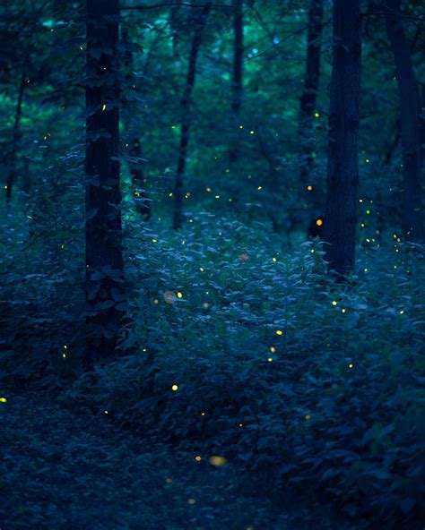Fireflies In The Woods Forest Photography Night Forest Magical Forest