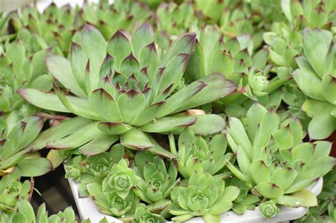 Hen And Chicks Succulents Diy