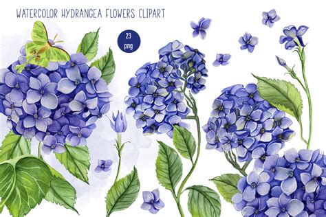 Watercolor Hydrangea Flowers Clipart Blue Hydrangea By Elenazlata Art
