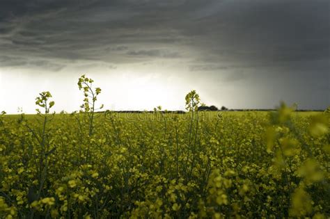 Blooming Canola Crop Under A Prairie Storm Sky Stock Image Image Of