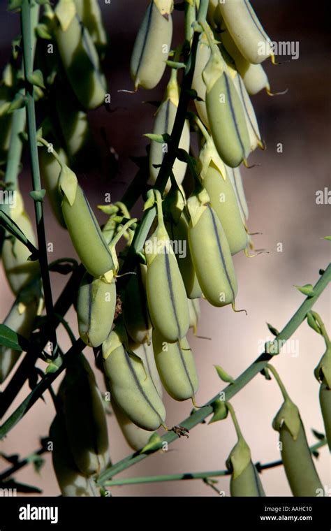 Wild Plant With Green Seed Pods Growing In Wetlands Area Near Leesburg