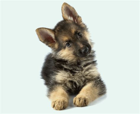 Loving, loyal and incredibly intelligent, dogs make wonderful pets. Multi-pet insurance | petGuard