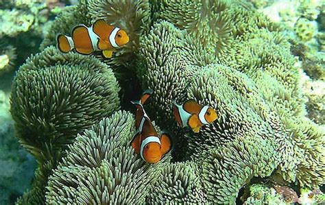 Giant Carpet Anemone Clown Fish Anemone Ocean Animals