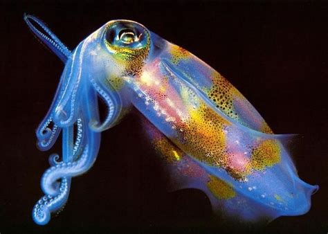 47 Best Bioluminescence Images On Pinterest Marine Life Nature And