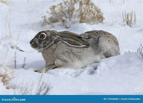 White Sided Jackrabbit Lepus Callotis In The Snow New Mexico Stock