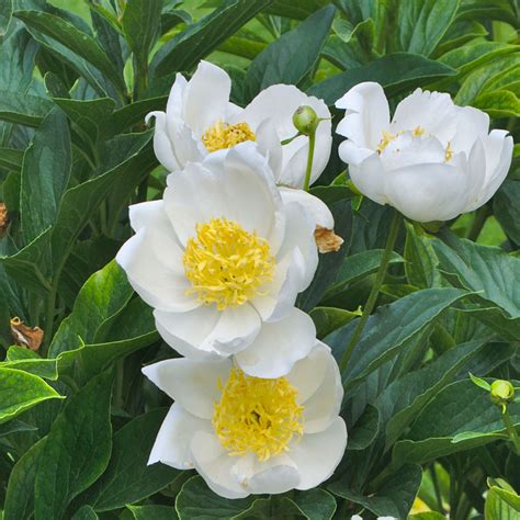 Pivoine Lactiflora Jan Van Leeuwen Pivoine Japonaise à Fleur Simple Blanche Et Coeur Double Jaune
