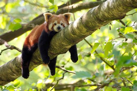 √99以上 Endangered Red Panda Facts 329012 Endangered Animals Red Panda