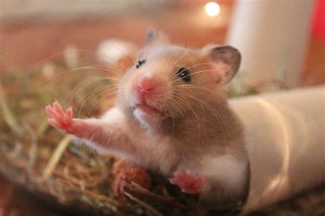9 Facts You Need To Know Before Considering A Pet Hamster Peta