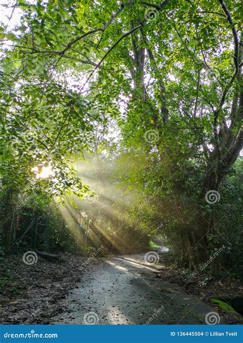 Sunlight Shining Through Trees On Small Road Stock Photo Image Of