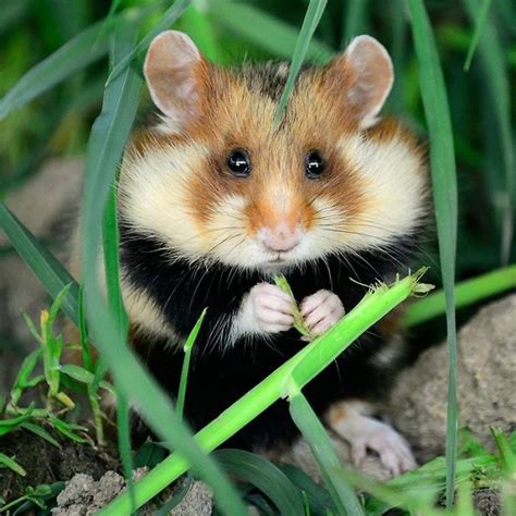 Having A Bad Day Heres 48 Wild Hamsters Wild Hamsters Funny