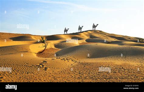 Nomads On Camels Over Sand Dunes Thar Desert Rajasthan India Stock