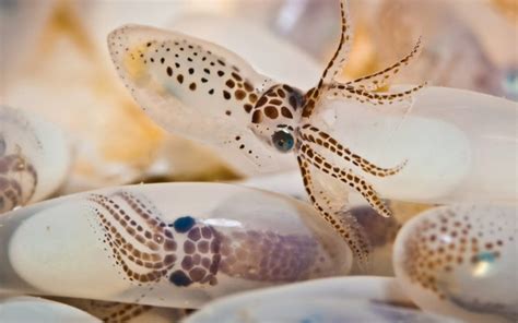 Squid Underwater Ocean Sea Sealife Wallpapers Hd