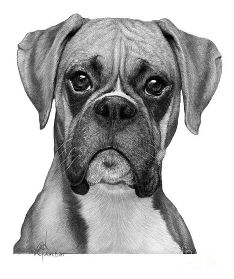 Boxer Drawing Poster By Murphy Art Elliott In 2021 Boxer Dogs Art