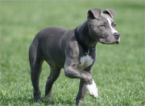 3:56 96 кбит/с 0.5 мб. Pitbull cane: Scheda e caratteristiche della razza