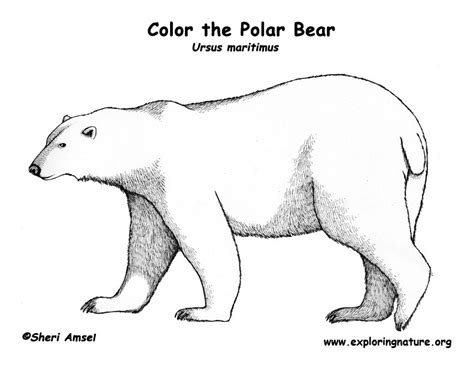 Bear Polar Coloring Nature
