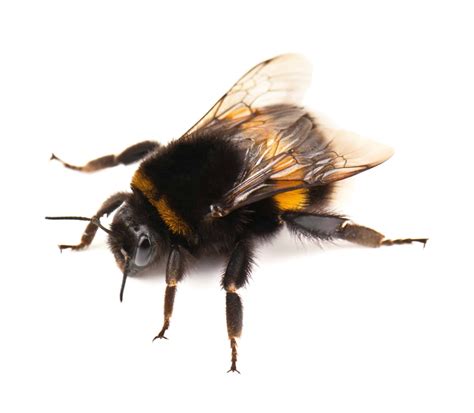 Lymm Bumble Bee Control £6950 Youngs Pest Control Your Experts