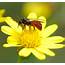 Even More Buzzing About Australia’s Native Bees – Scientific Scribbles