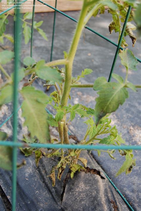 Beginner Gardening Tomato Leaves Turning Black Curling 1 By Fodder