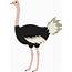 Cute Ostrich Bird  Free Clip Art